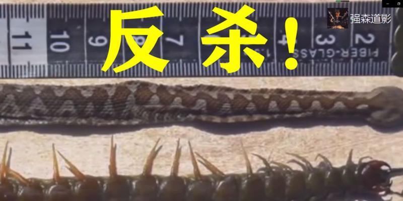 《生存猎人反击技能加点攻略》（掌握加点技巧，打造无敌猎人队伍）